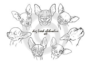 Dog breed chihuahua set