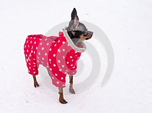 Dog breed Chihuahua in the winter on the snow in a colorful jumpsuit