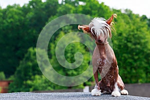 Dog breed Chinese Crested