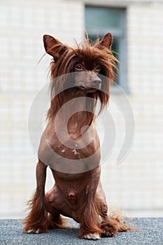 Dog breed Chinese Crested