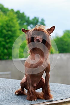 Dog breed Chinese Crested