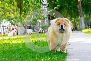 The dog breed chow chow