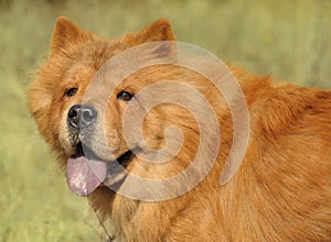 Dog breed of Chow-chow