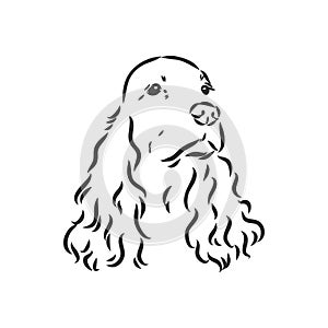 dog breed Cocker Spaniel muzzle, sketch vector graphics black and white drawing