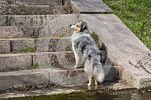 Dog breed collie is standing on the stairs, looking up