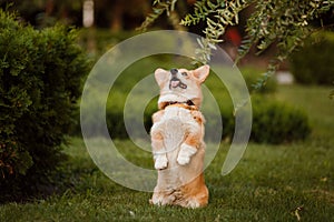 Dog breed Corgi on the grass