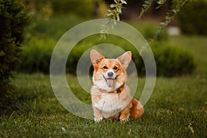 Dog breed Corgi on the grass