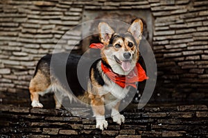 Dog breed corgi
