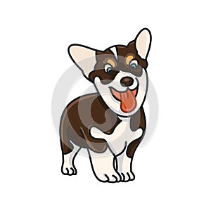 Dog breed Corgi
