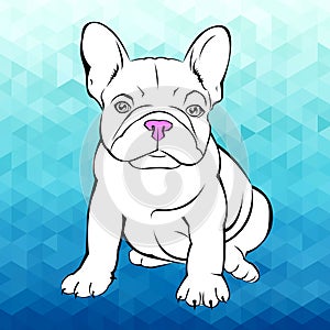 Dog breed cute pet animal bulldog french