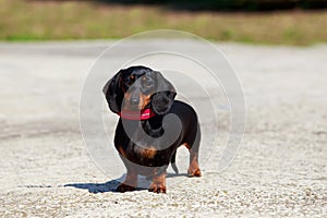 Dog breed dachshund