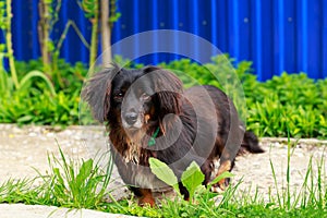 Dog breed dachshund