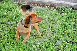 Dog breed Dachshund