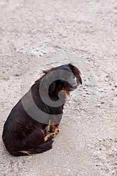 Dog breed dachshund