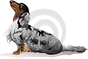 Dog breed dachshund