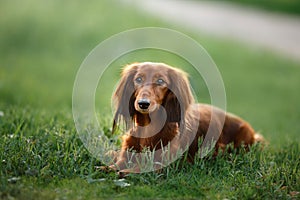 Dog breed dachshund