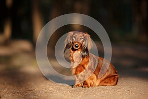 Dog breed dachshund