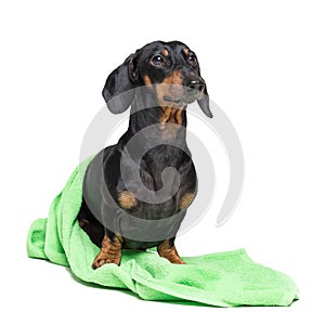 Dog breed of dachshund, black and tan, after a bath with a geen towel isolated on white background