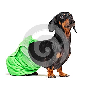 Dog  breed of dachshund, black and tan, after a bath with a green towel wrapped around her  body isolated on white background