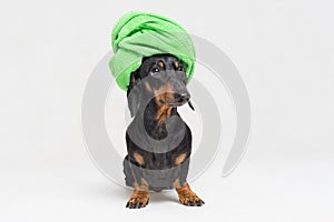 Dog breed of dachshund, black and tan, after a bath with a green towel wrapped around her head isolated on gray background