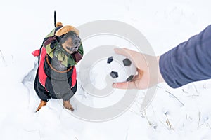 Dog, breed dachshund black and tan, in clothes and a hat, looks at the host`s hand with the ball in anticipation of the game. Pupp