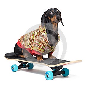 Dog breed Dachshund, black and tan, sits on skateboard,dressed in a color sweater, isolated on white background. Skateboarding dog
