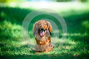 Dog breed Dachshund in the forest in a Sunny clearing.