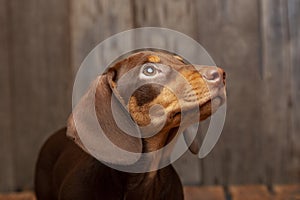 Dog breed dachshund look up on wood background