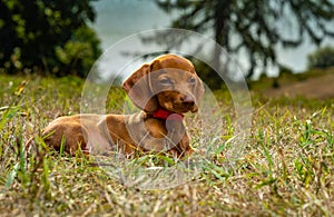 Dog breed dachshund in nature
