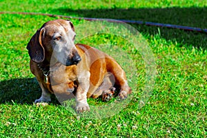 Dog breed dachshund in the rays of the setting sun on a background of green vegetation.  Portrait.