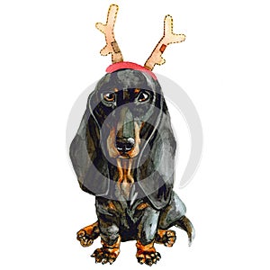 Dog breed dachshund in Santa`s deer horns. Christmas puppy isolated on white background. Happy New Year.