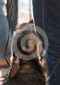 dog breed dachshund wire-haired portrait in color, with an attentive reasonable look looks at its owner