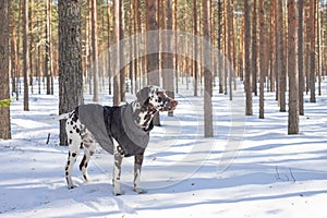 Dog breed Dalmatian in the snow, portrait close-up on the background of strewn bushes.Puppy in the coat in winter forest