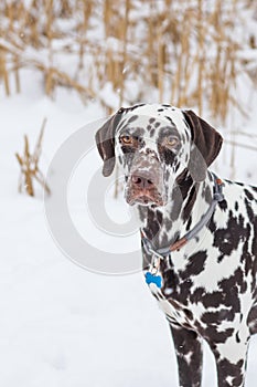 Dog, breed Dalmatian winter in snow proudly stands and looks. beautiful and lovely dalmatian is walking in park