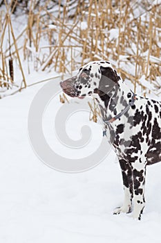 Dog, breed Dalmatian winter in snow proudly stands and looks. beautiful and lovely dalmatian is walking in park