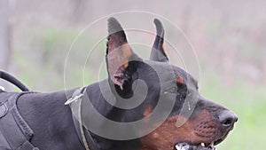 Dog breed Doberman Pinscher, guards the territory and barks at the robber.