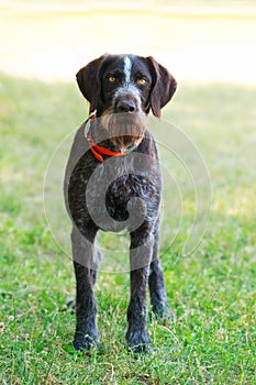 Dog breed Drahthaar photo