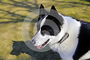 The dog breed East European Laika.