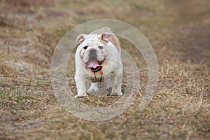 dog breed English bulldog