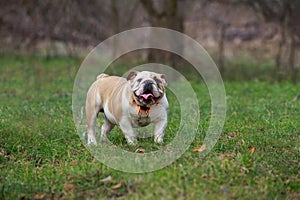 dog breed English bulldog