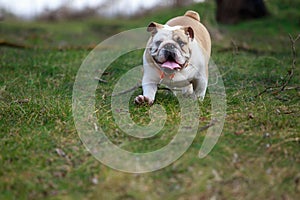 dog breed English bulldog