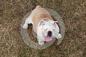 dog breed English bulldog