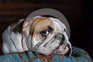 dog breed English bulldog on a dark background - a portrait, with an expressive reasonable look of a philosopher,