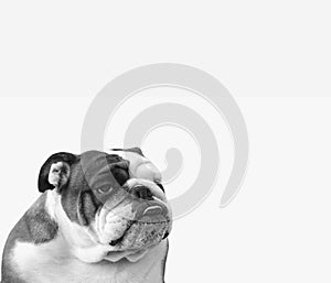 Dog breed English bulldog on a white background - portrait, with tongue, funny