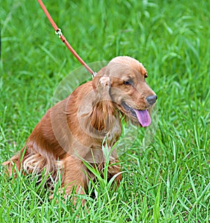 Dog breed English Cocker Spaniel - breed of hunting dogs