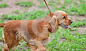 Dog breed English Cocker Spaniel - breed of hunting dogs