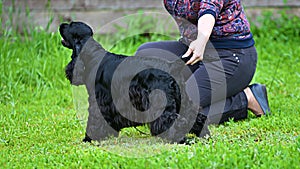 Dog breed English Cocker Spaniel - breed of hunting dogs