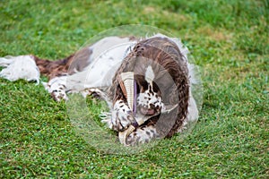 Dog breed English Springer Spaniel lies on the grass and plays with the owner& x27;s shoe. Dog nibbles on shoes