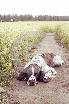 Dog breed English Springer Spaniel light in wild flowers field