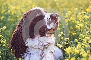 Dog breed English Springer Spaniel in summer wild flowers field. Cute sad pet sits in nature outdoor on evening sunlight